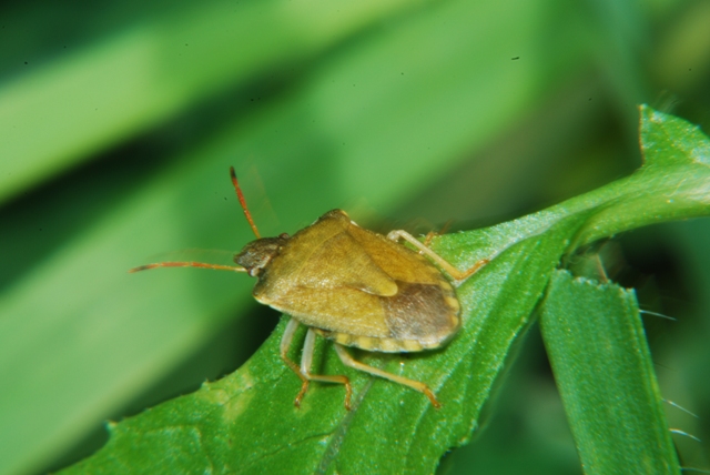 Pentatomidae: Holcostethus cfr. strictus